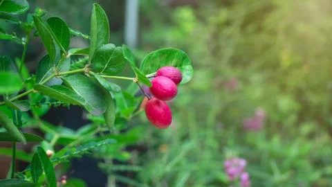 Focus  Red fruit on the tree. Stock Photos