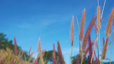 Focus on the red grass flower tips fluttering, sky background Stock Footage 294752639
