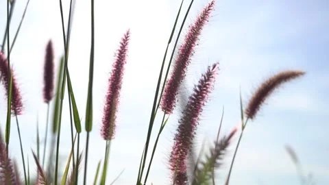 Focus on the red grass flower tips fluttering slowly, sky background Stock Footage 294752666