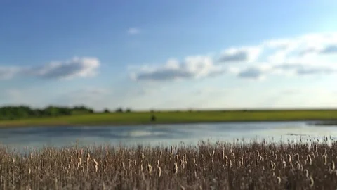 Focus On The Reeds On The River Tilt Shift Lens Stock Footage 235715627