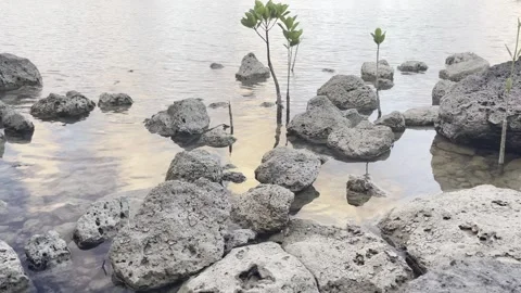 Focus of rocks in Mangrove at Sunset 스톡 동영상 275334295