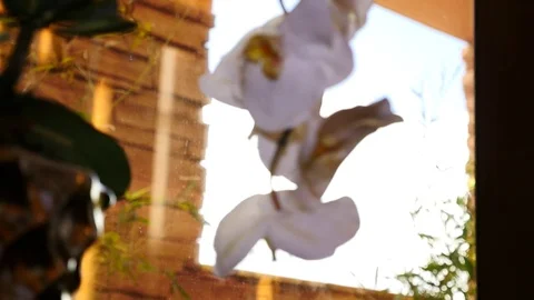 Focus roll on orchid flower Stock Footage 80174377