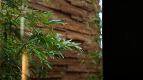 Focus Roll on plant with rocks Stock Footage 80167024