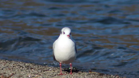 Focus on Seagull - 4K - ProRes Stock Footage 166525873
