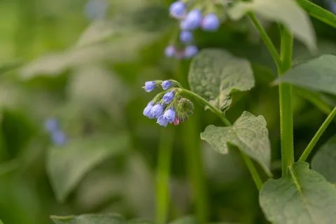 Focus on serrated leaf texture and plant details. Detailed botanical examin.. Stock Photos