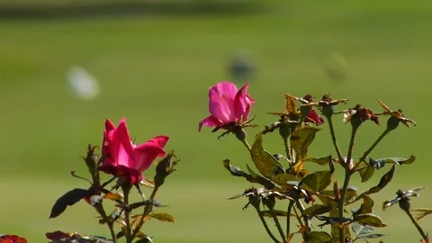 Focus shift between golfer and golf cart on putting green and flowers B Stock Footage 125339968
