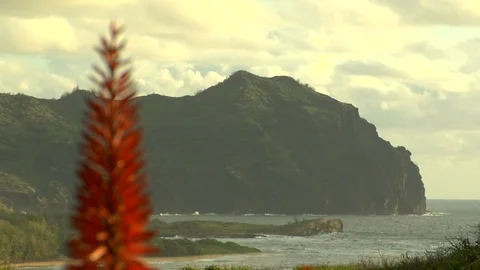 Focus shift between plant and cliff mountains on island ocean coast Video stock 125332410