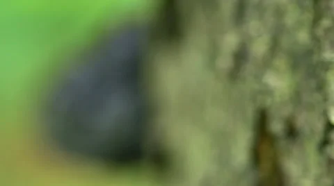 Focus Shift: Bracket Fungus on a tree trunk Stock Footage 37605480