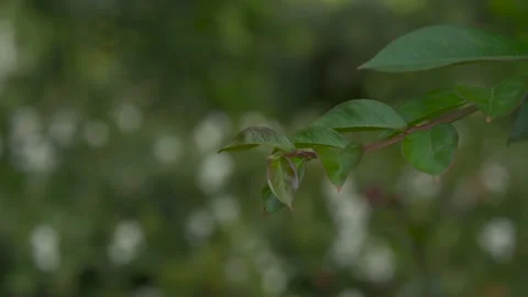 Focus shift on a bush in a park Stock Footage 131669547
