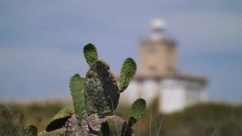 Focus shift from a cactus in the foreground to the white lighthouse of Tabarca. Stock Footage 152856411
