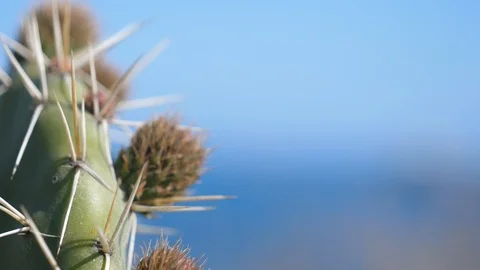 Focus shift from cactus plant to distant lighthouse Video stock 112123936