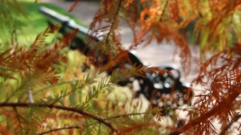 Focus shift from colourful autumnal branches to empty park bench Stock Footage 97624019
