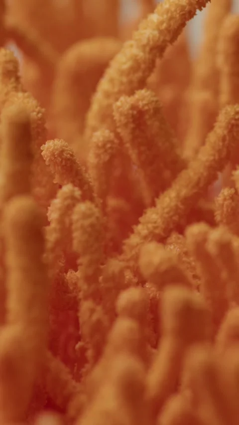 Focus Shift Downward Over Dense Cordyceps Structures Stock Footage 331796222