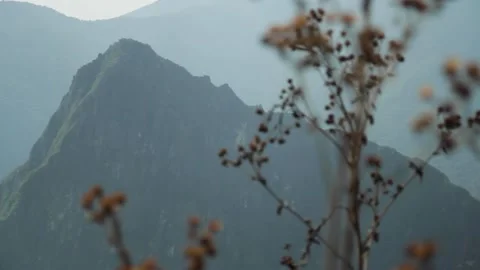 Focus shift, flowers, mountain. Machu Picchu, Cusco, Peru Stock Footage 130463554