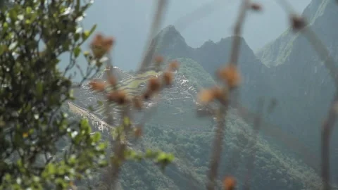 Focus shift, flowers, sacred plaza. Machu Picchu, Cusco, Peru Video stock 130463559