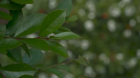 Focus shift from foliage to bush Stock Footage 131669469