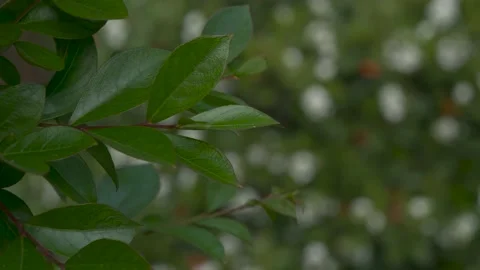 Focus shift from foliage to a bush in a park Stock Footage 131669470