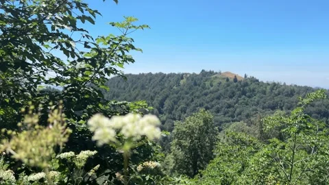 Focus Shift from Forest Hills to Wildflowers in Kartepe, Turkey Stock Footage 341817311