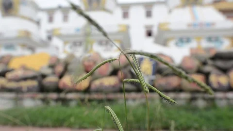 Focus Shift, Grass Blades to Temple, Monastery Stock Footage 86741105