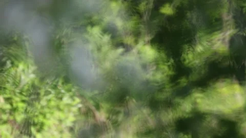 Focus Shift to Honeysuckle Stock Footage 164698672