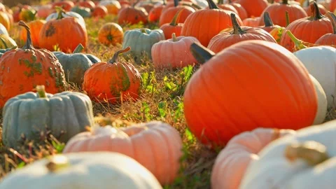 Focus shift at large orange pumpkins at sunny evening during Autumn season... Stock Footage 252468771