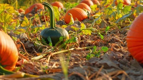 Focus shift at large orange pumpkins at sunny evening during Autumn season... 스톡 동영상 252468773
