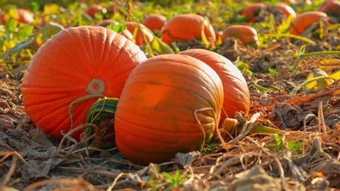 Focus shift at large orange pumpkins at sunny evening during Autumn season... Stock Footage 286050462
