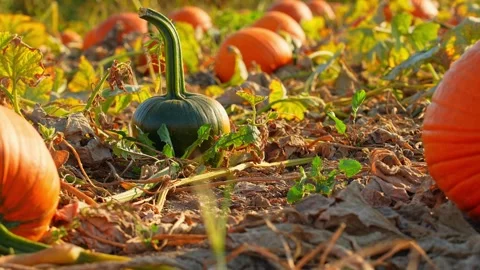 Focus shift at large orange pumpkins at sunny evening during Autumn season... Stock Footage 286050470