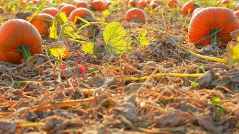 Focus shift at large orange pumpkins at sunny evening during Autumn season... Stock Footage 286050479