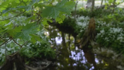 Focus Shift Leaves To Tree Stump In Forest Stream Lummelunda Gotland Stock Footage 331081855