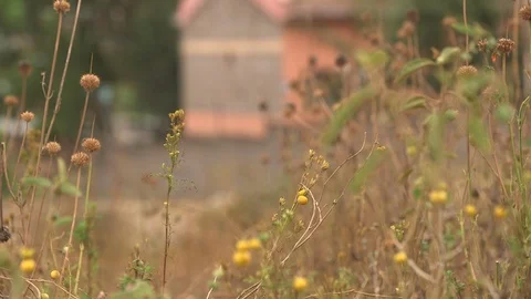 Focus Shift Man Walking on the Side of Road Nairobi Stock Footage 107791328
