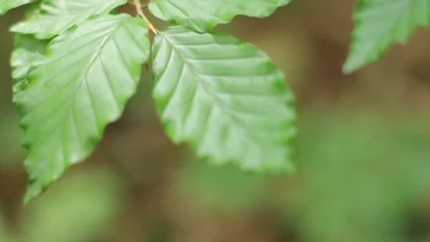 Focus shift moving shot of leaves Stock Footage 86334237