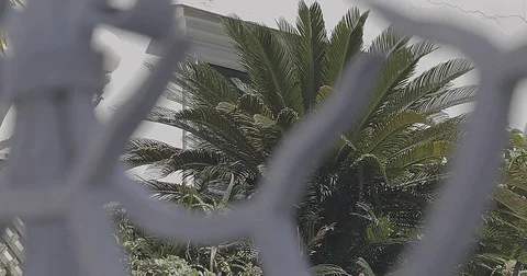 Focus Shift from old Fence to Palm Tree in Capri Italy 動画素材 76168754