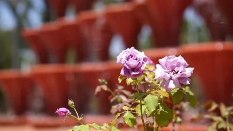 Focus shift from a pink rose to a nice fountain. Stock Footage 152791515