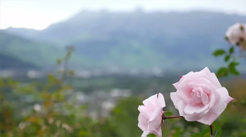 Focus shift - Pink roses to  Lietchenstein village and countryside Stock Footage 49149839