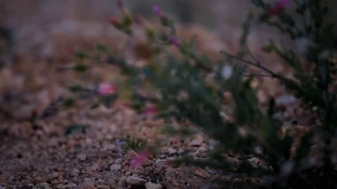 Focus shift rack closeup of pink thistle flowers at Bryce Canyon in Utah Stock Footage 120605959