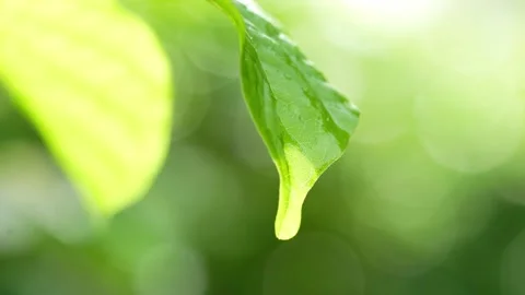 Focus Shift to raindrop at green leaf on blurred greenery background. Stock Footage 235386993