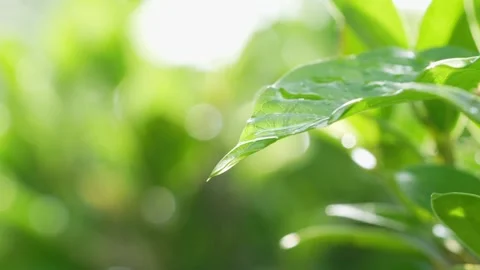Focus Shift to raindrop at green leaf on blurred greenery background. Stock Footage 235387122
