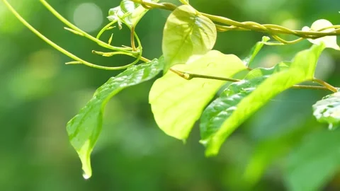 Focus Shift to raindrop at green leaf on blurred greenery background. Stock Footage 235387156