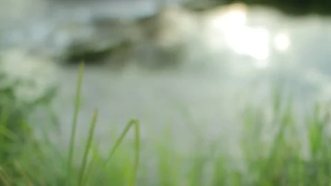 Focus shift shot of a small creek with green gras in foreground Stock Footage 86762043