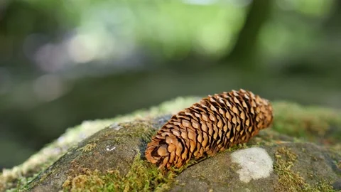 Focus shift from a stream to a pine cone in the forest. Stock Footage 138161756
