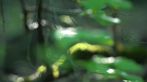 Focus Shift from Tree Leaf to Moss-Covered Rock Video stock 310823691