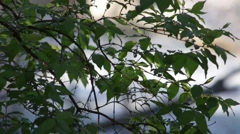 Focus shift from tree leaves to man made waterfall Vídeos de archivo 62910466