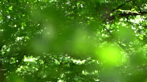 Focus Shift from Trees to Leaves 動画素材 310832033