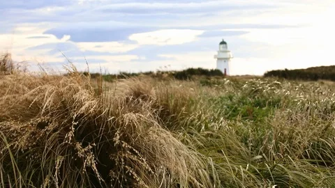 Focus shift from tussock grass to lighthouse Stockbeeldmateriaal 90471636