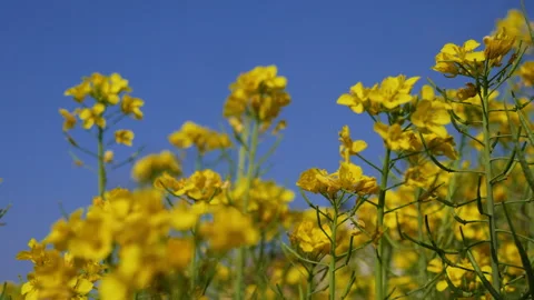 Focus shift on yellow mustard flowers with seeds and stem Stock Footage 287544742