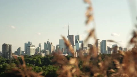 Focus shift from yellow weeds to panoramic view of Toronto skyline near Ont.. Vídeo Stock 238033958
