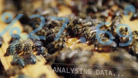 Focus shifting, bees crowding and probing comb, ANALYSING DATA appearing and Stock Footage 334014010