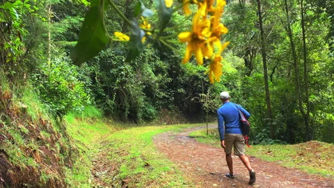 Focus Shifts from Walking Man to Yellow Flower on Forest Path Stock Footage 346207724