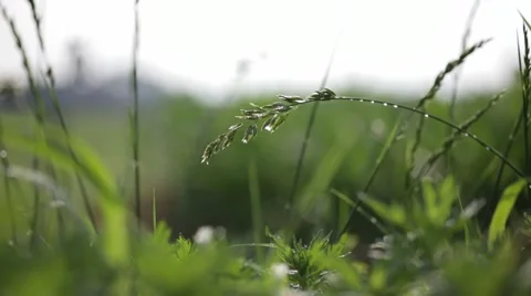 Focus on single crop 스톡 동영상 21787486